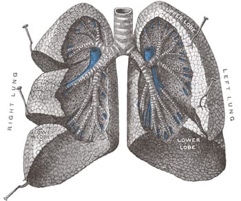 Anatomical Lung Illustration – Mesothelioma Autopsy Rights Case - Ferraro Law Firm Medical illustration of human lungs labeled with lobes, symbolizing mesothelioma cases and legal rulings on autopsy rights.